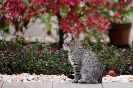 布偶猫发情要多久