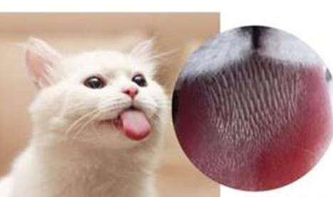 猫头鹰能养么？