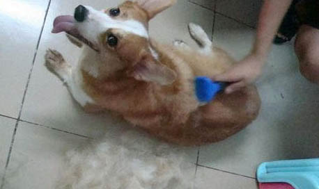 犬瘟的狗多久会死