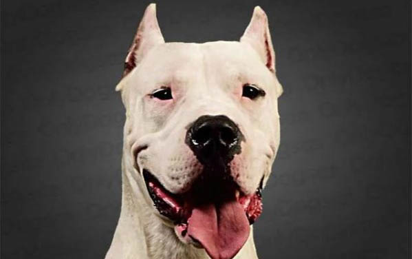 杜高犬需要打狂犬疫苗吗