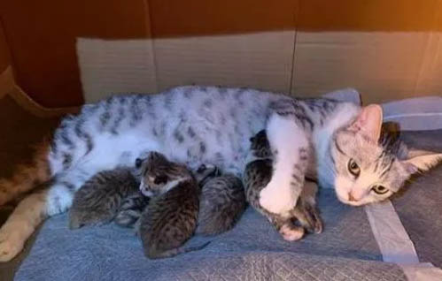 猫咪打疫苗几针可以停一针
