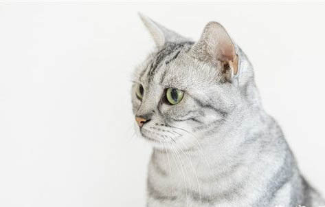 猫咪发情期是什么时候啊