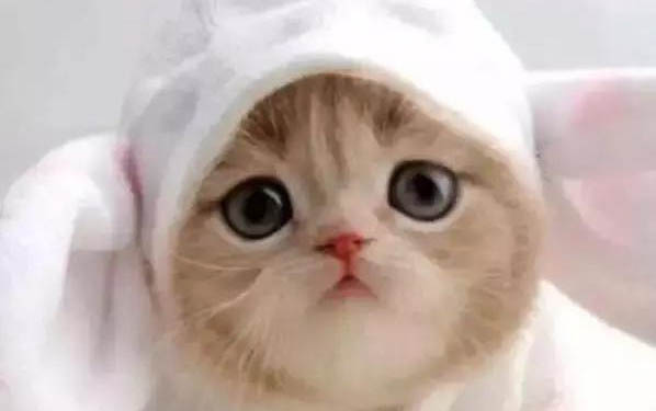 小猫绝育后多久可以用麻药