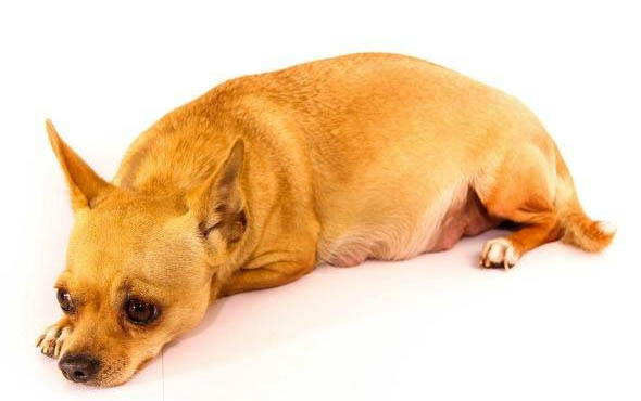 狗狗肚里有虫子的症状怎么治病