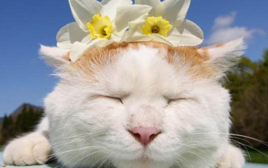 如何给猫接生