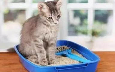 刚满月的小猫好养活吗