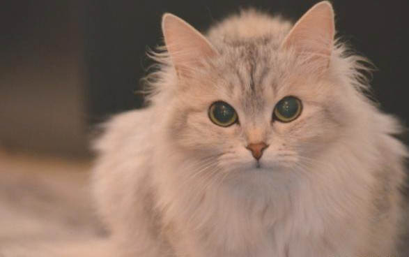 猫咪趴着睡觉什么意思