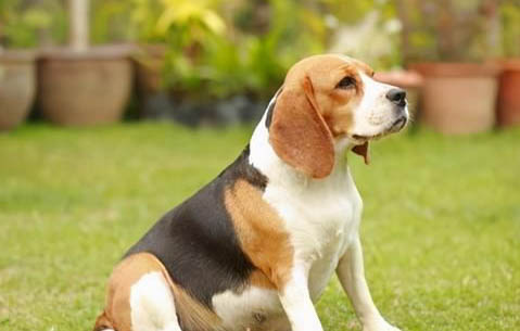 干净有好养的小型犬有哪些