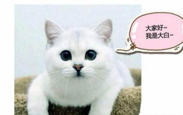 小猫可以洗澡吗