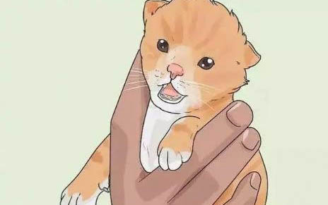 猫牙龈发红是怎么回事