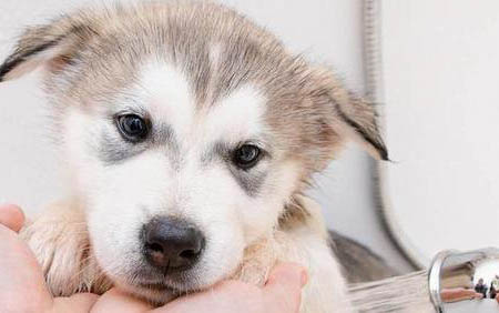 阿拉斯加犬多大可以吃成犬粮了