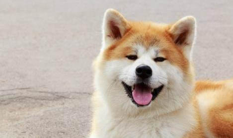 秋田犬和柴犬幼犬哪个好