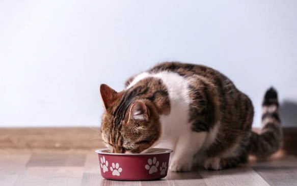 猫口吐白沫嘴上还挂沫是什么原因