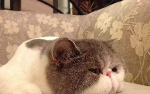 猫咪突然吐黄水,怎么办?