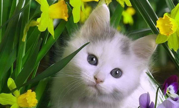 猫咪能不能吃南瓜
