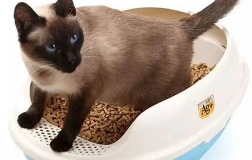三个月的猫咪怎么喂养猫粮