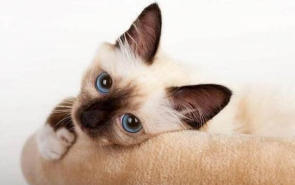 猫咪眼睛有褐色分泌物,原因及处理方法