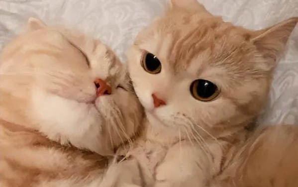 为什么小猫身上会得猫癣