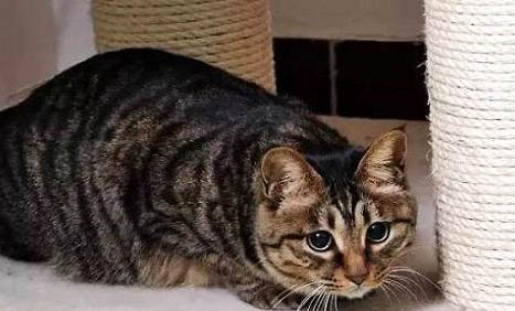 狸花猫亲近主人的表现