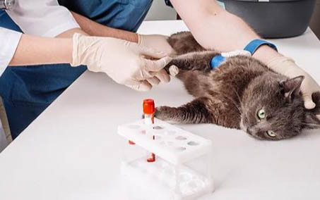 猫三联要打几针
