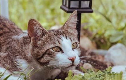 猫咪可以吃的蔬菜类食物