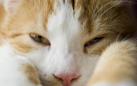 猫鼻子上有个硬硬的包