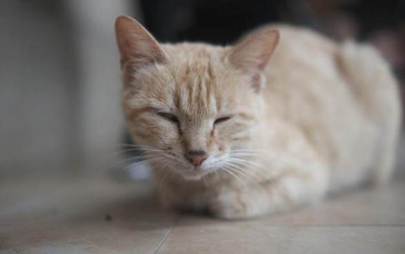 小猫不能吃什么食物?小猫能吃韭菜吗?