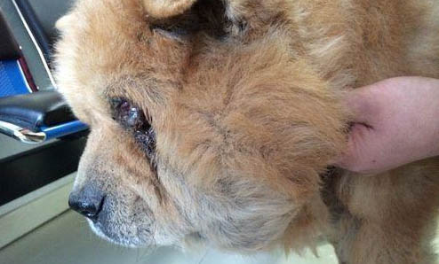松狮犬吐黄粘液的原因及处理方法