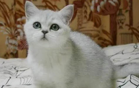 猫咪换了新环境不吃不喝多久会适应?