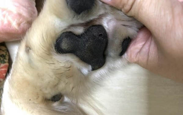 狗狗呼吸道感染吃什么药见效快
