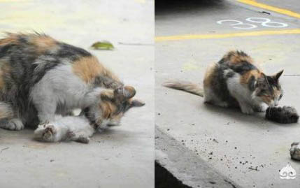 流浪猫一般死在哪里？