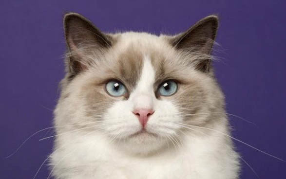 猫咪为什么会有眼屎