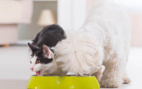 猫咪生产前几个小时有什么症状？