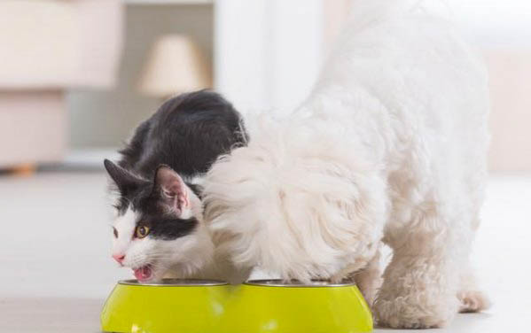 猫咪与人类年龄对照表
