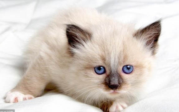 2个月小猫一顿吃15粒猫粮