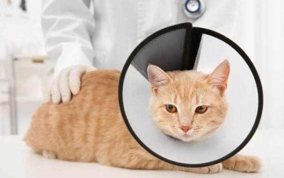 猫咪狂犬疫苗需要多久打一次
