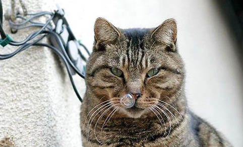 猫咪爱舔塑料袋是什么问题呢?