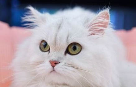 猫咪每天早上叫个不停