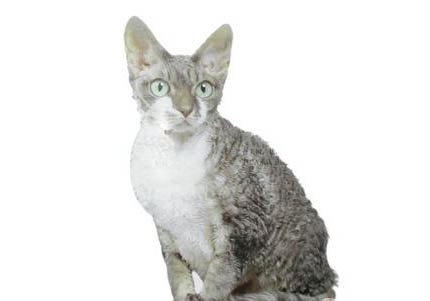 德文卷毛猫吃不胖是什么原因