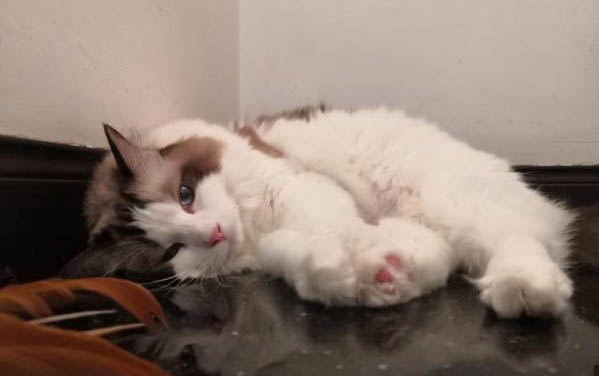 猫为什么老舔自己身体