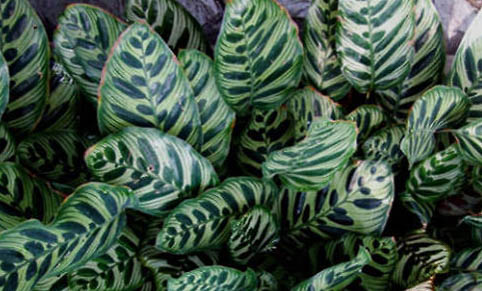 孔雀鱼一次可以生多少