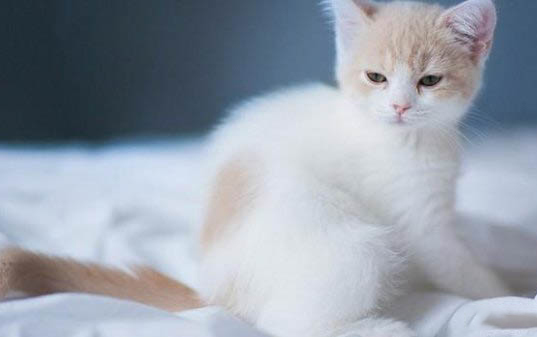 小猫为什么会吐黄水?如何处理?注意事项是什么?