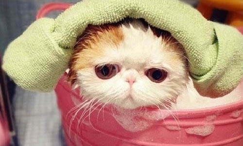 猫咪忽然频繁舔嘴吧唧吧唧是为什么