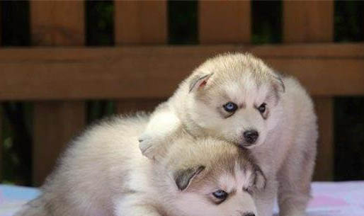 土狗幼犬怎么分辨