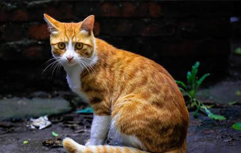 猫咪一个人在家会孤单吗?