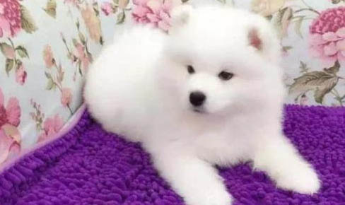 萨摩耶属于大型犬吗