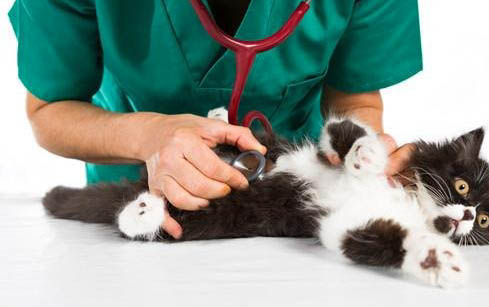 猫咪打几针疫苗