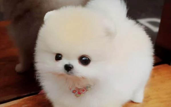 高加索犬幼犬价格价目表