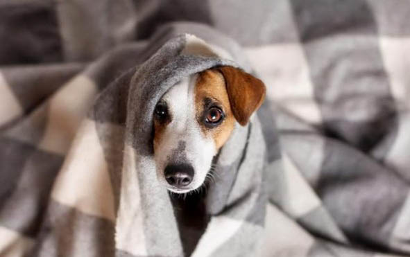 狗狗突然乱撒尿拉屎
