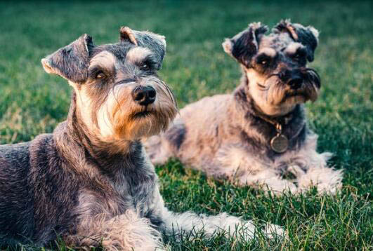 拉布拉多犬舍哪个好